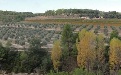 4.-Algars,-river-and-olive-trees